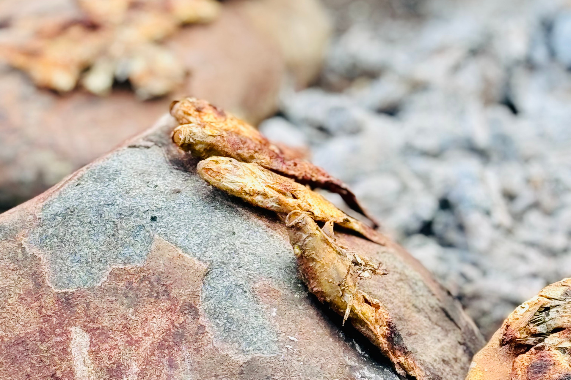 Fishing at Imbabala Lodge